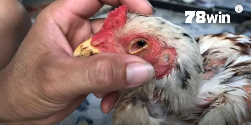 Các dấu hiệu nhận biết phổ biến khi gà chọi bị tổn thương thị lực